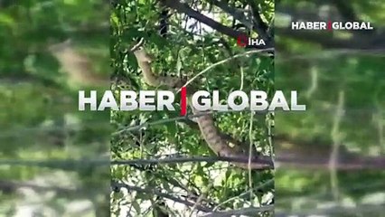 Tek ısırığı öldürüyor! Türkiye’nin en zehirli yılanı görüntülendi