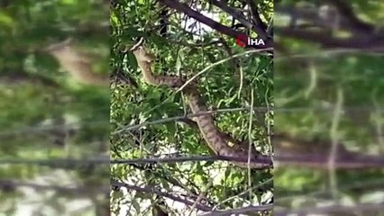 Tunceli’de görüntülendi… Türkiye’nin en zehirlisi