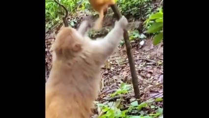 Terawalah sebelum tertawa itu di larang