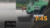 Cuai | Warga emas retak tulang bekalang diserang lembu