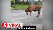 Elderly man attacked by bull outside Bandar Menjalara home