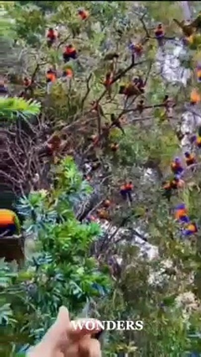 Parrots Home #nature #home #birds #parrots