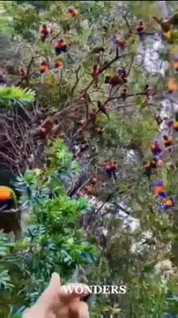 Parrots Home #nature #home #birds #parrots