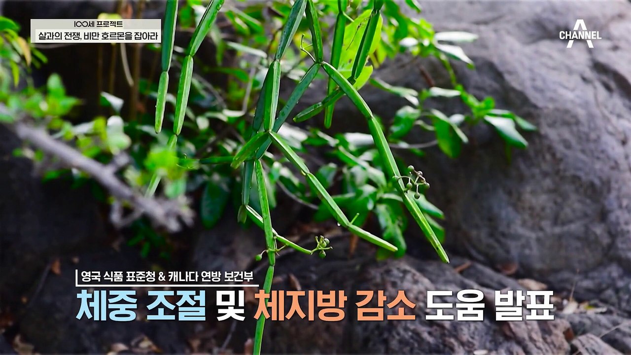 체중 감량에 도움을 주는 '시서스', 어떻게 도움을 줄까?