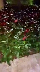 Warm spring, all things recovery, canal water like just awake little girl, full of vitality, singing new songs, ran forward