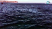 Avistadas  ballenas rorcuales en Jávea