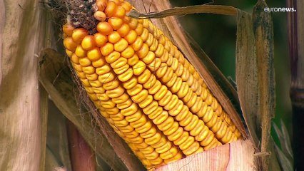 Brasil entre a fartura de cereais e a fome