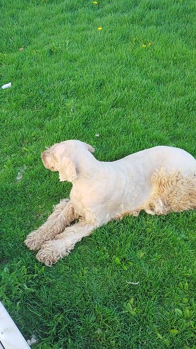 Dog Grooming Gone Horribly Wrong