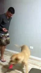 Dog Dances to the Harmonica
