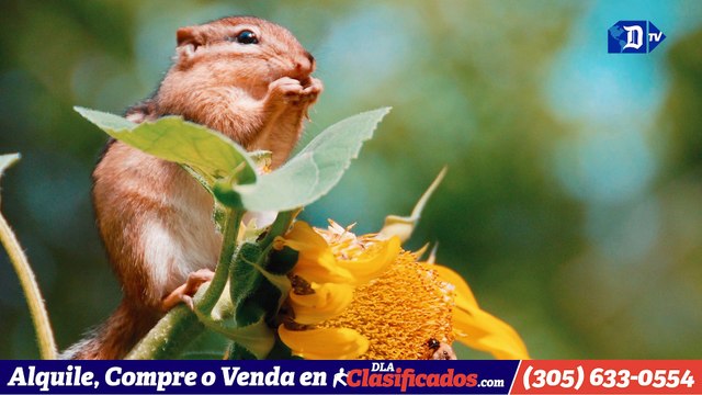 Extinción de ciertas especies de animales puede frenarse gradualmente | La buena noticia