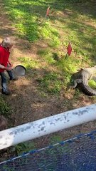 Man Fights Off Saltwater Crocodile With a Frypan