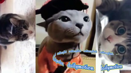 Complications Of Animal Behavior - Cute animals