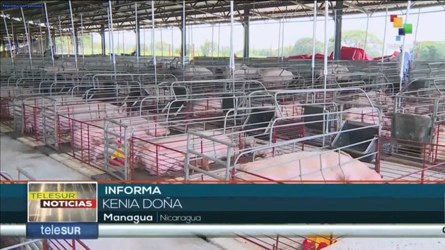 Nicaragua: Granjas porcinas implementan genéticas para mejorar rentabilidad y calidad