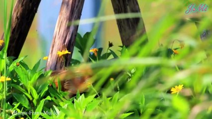 Bìm bịp - Mãnh điêu săn rắn  Dùng lá thuốc đắp cho chim non lành xương