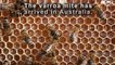 Deadly bee parasite detected in NSW prompts destruction of hives | June 27, 2022 | ACM