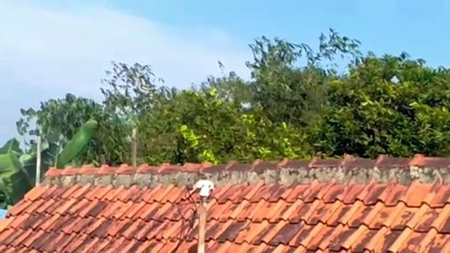 Hembusan angin di pepohonan