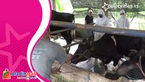 Cegah PMK, Vaksin Massal Sapi Sehat di Ponorogo, Jawa Timur