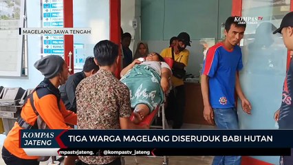Tiga Warga Magelang Diseruduk Babi Hutan