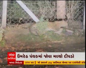 આણંદના ઉમરેઠમાં દીપડો દેખાતા ગ્રામજનોમાં ભયનો માહોલ