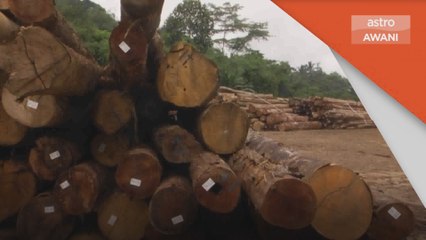 Pembalakan | Orang Asli dakwa kegiatan berleluasa sejak puluhan tahun