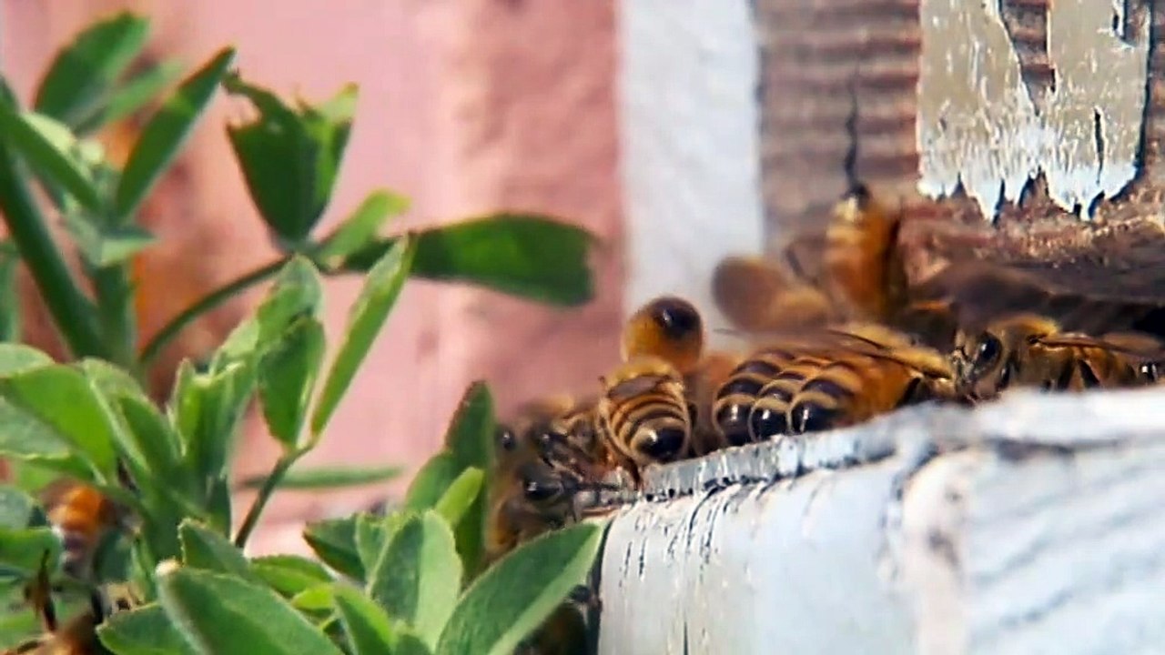Deadly parasite has potential to devastate bee industry