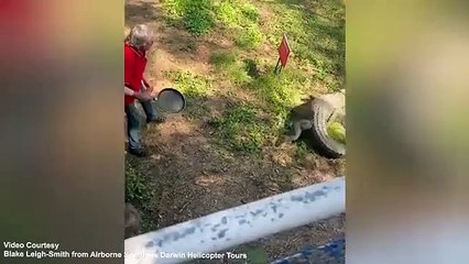 ஆவேசமாக பாய்ந்து வந்த முதலை.. அசால்ட்டாக தோசைக்கல்லை கொண்டு அடித்து விரட்டிய முதியவர்.. வீடியோ!