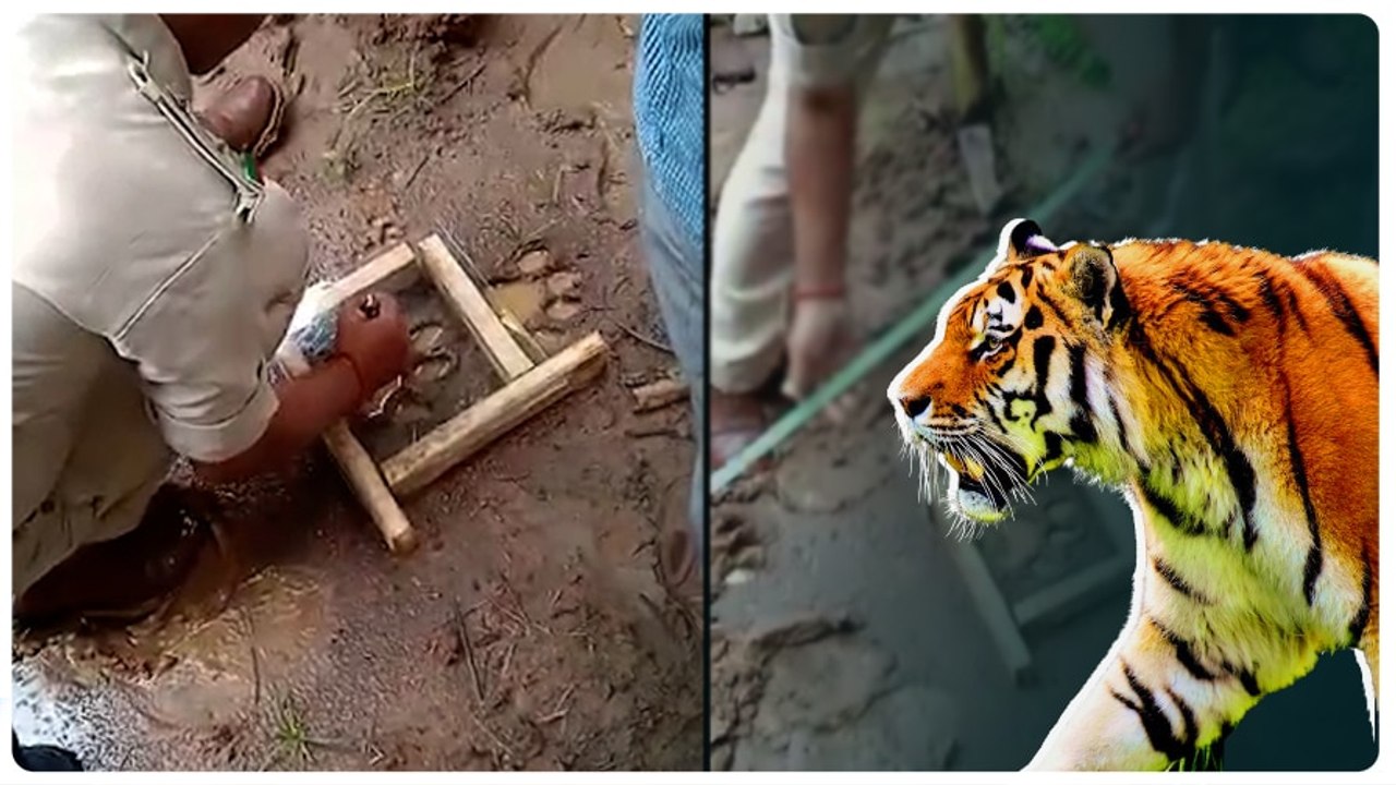 Vizianagaram S Kota Tiger Fear : అటు Kakinada, ఇటు విజయనగరం జిల్లాల్లో పెద్దపులి భయం | ABP Desam