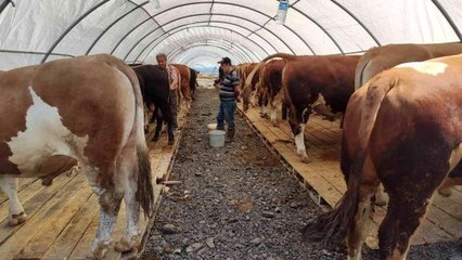 Kurban pazarı kuruldu