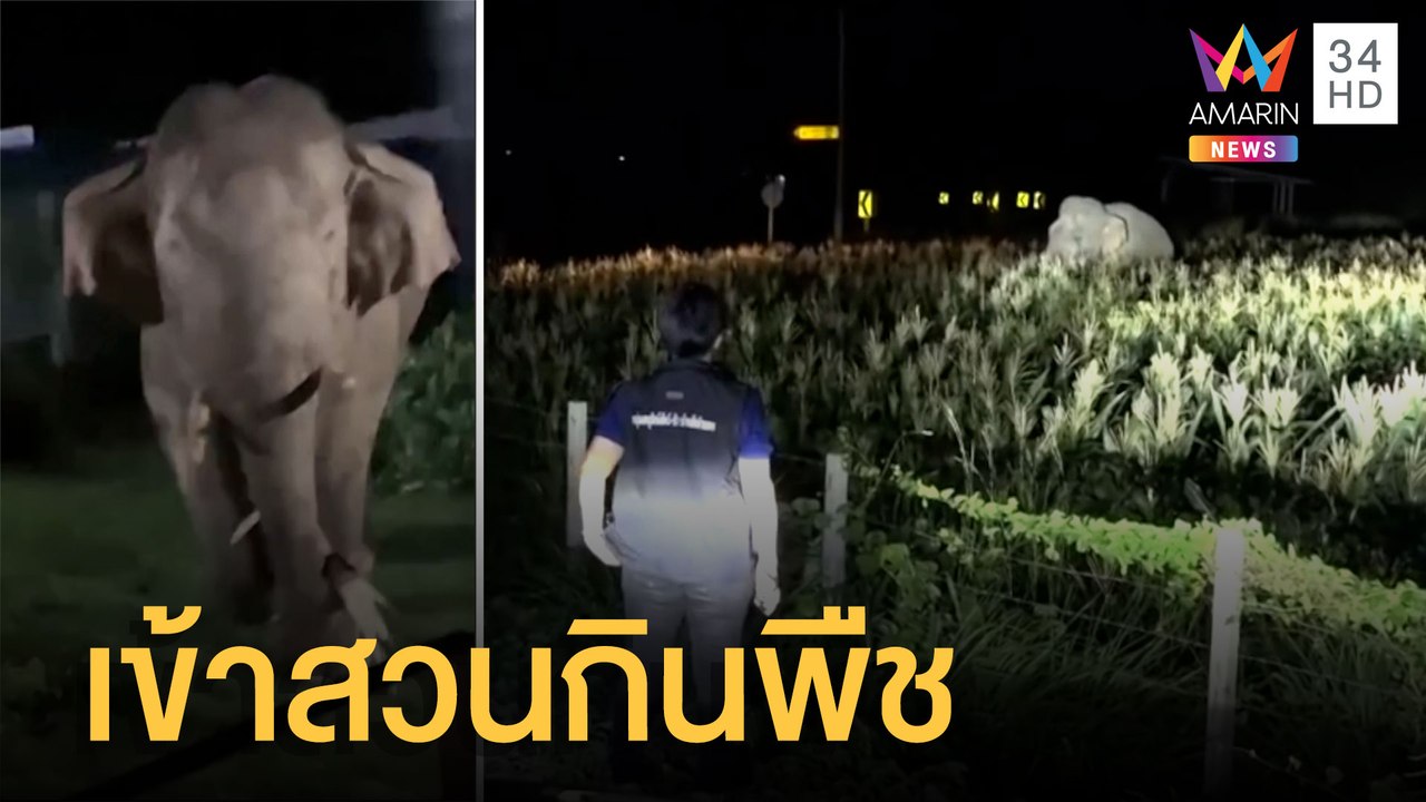 "เจ้างาเบี่ยง" บุกกินพืชสวนชาวบ้านเสียหาย | ข่าวเที่ยงอมรินทร์ | 27 มิ.ย.65