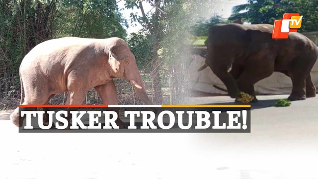 Elephant Movement Triggers Panic In Balasore's Nilagiri