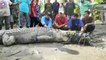 Un indonesio atrapa un cocodrilo de más de 4 metros cerca de su casa