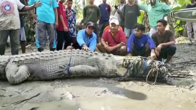 Un indonesio atrapa un cocodrilo de más de 4 metros cerca de su casa