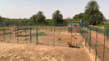La nueva vida de los famélicos leones del zoo de Jartum