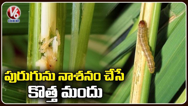 Swal Company Launches New Product Karmax For Increasing Productivity For Paddy Crop _ V6 News