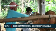 Cegah Penyakit Mulut dan Kuku, 900 Sapi di Blitar Disuntik Vaksin