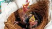 Critically Endangered chicks hand-reared from eggs at ZSL Whipsnade Zoo