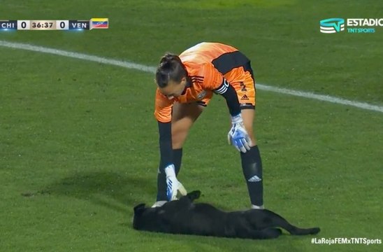 Un chien fait irruption sur la pelouse du match Chili-Venezuela pour réclamer des caresses