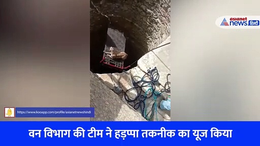 तेंदुए के काम आई 'हड़प्पा' तकनीक, चारपाई पर बैठा खूंखार जानवर और फिर... देखें Video