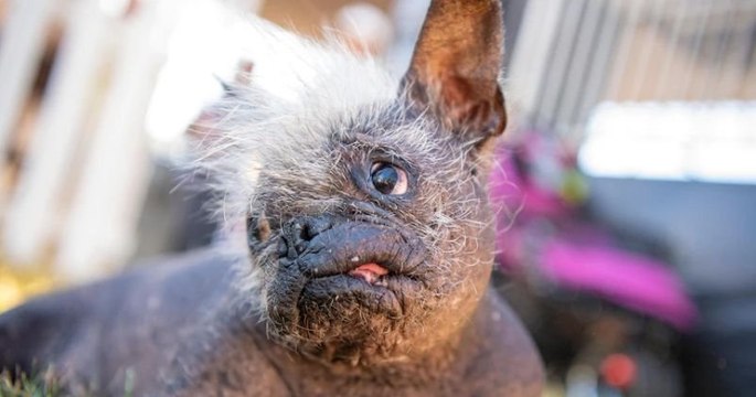 Voici le chien le plus laid au monde, un Chinois à crête de 17 ans élu durant un concours