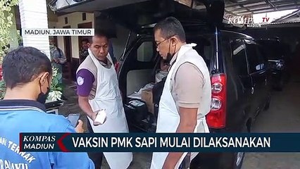 Vaksin PMK Sapi Mulai Dilaksanakan