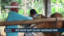 900 Ekor Sapi Jalani Vaksinasi PMK