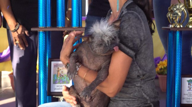 Ce Chinois à crête a été élu chien le plus laid du monde