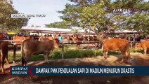 Dampak PMK Penjualan Sapi Di Madiun Menurun Drastis