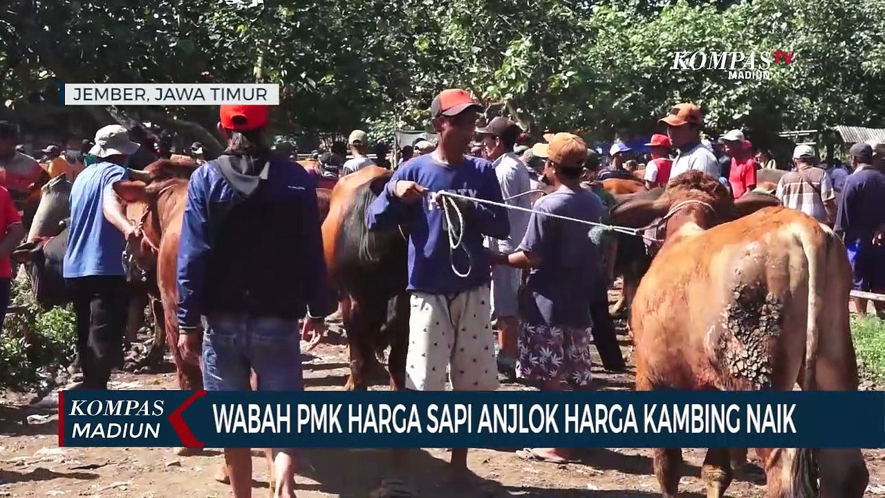 Wabah PMK Harga Sapi Anjlok Harga Kambing Naik