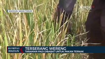 Terserang Wereng Tanaman Padi Dibabat Untuk Pakan Ternak