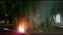 Usuários de droga ateiam fogo em bambuzal na Praça do Migrante e Corpo de Bombeiros é acionado