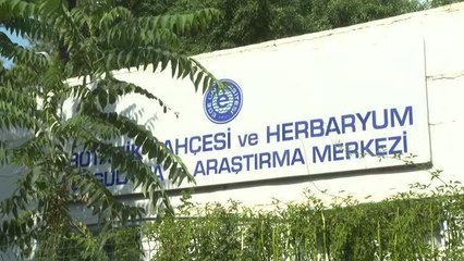 İzmir'deki botanik bahçesinde mum çiçeğinin 260 türü yetiştiriliyor