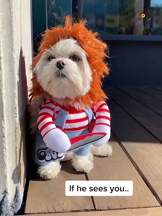 FUNNY DOG BEHAVIOR, SO AWESOME!!!