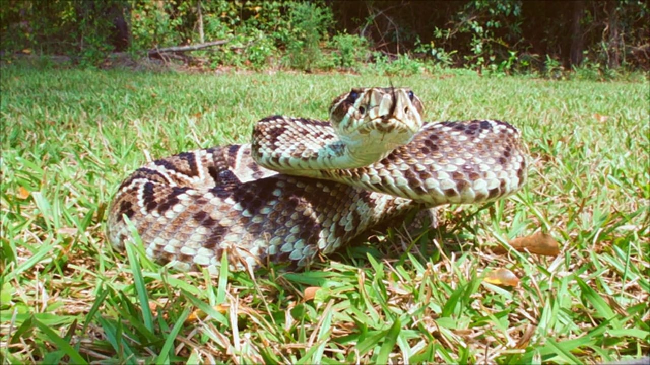 Über 100 Schlangen im Haus: Frau wird von Klapperschlange gebissen