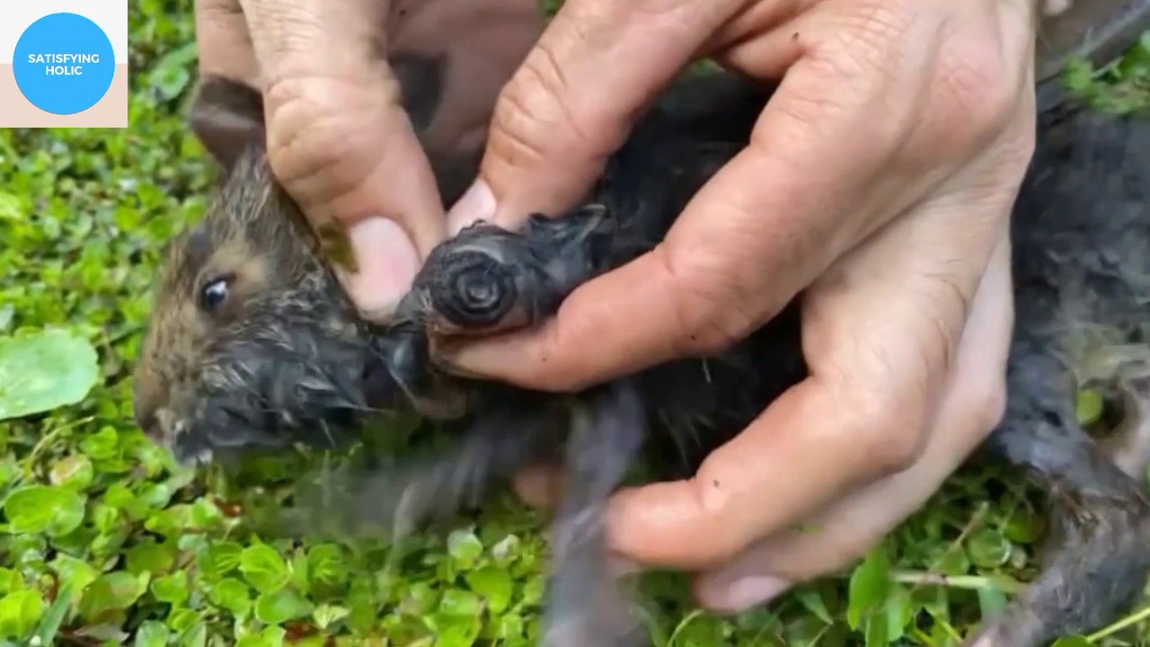 NGERIII,LARVA BELATUNG INI HIDUP PADA TUBUH KUCING - Video Dailymotion